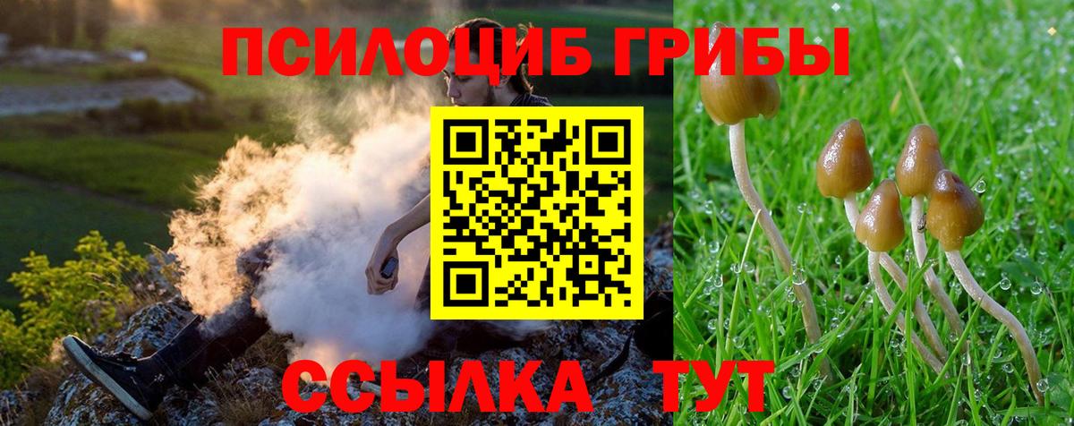 Боровичи  Псилоцибиновые грибы Psilocybe  Вход с VPN 